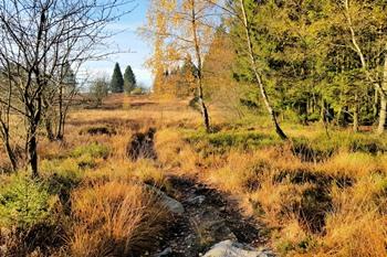 Uitzicht Hoge Venen, Ardennen