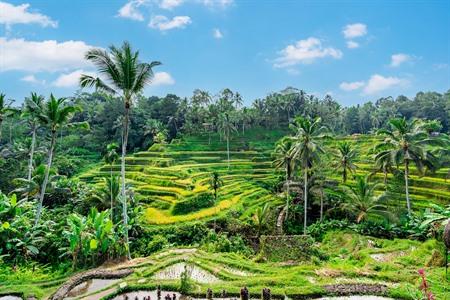 Uitzicht op de rijstterrassen van Tegalalang, Bali