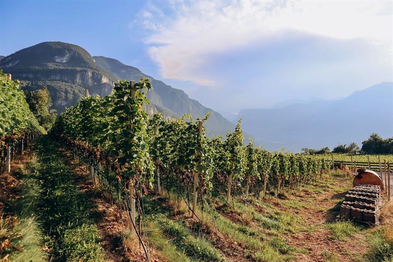 Uitzicht op de wijngaarden van Zuid-Tirol (Pinot Noir Trail)