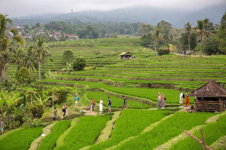 Uitzicht op terrassen van Jatiluwih, Bali