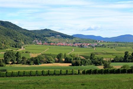 Uitzicht over de wijngaarden van Klingenmünster, Duitsland