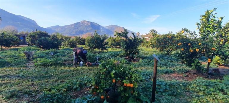 Verken de Westkust & Sinaasappelvallei van Mallorca tijdens een georganiseerde dagtocht.