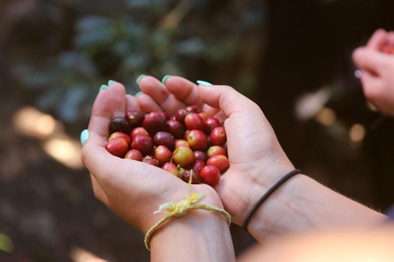 Vers geplukt koffiekersen in Lucmabamba