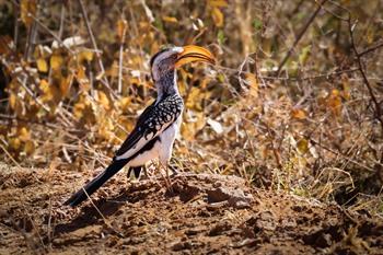 Vogels spotten in Waterberg Plateau National Park
