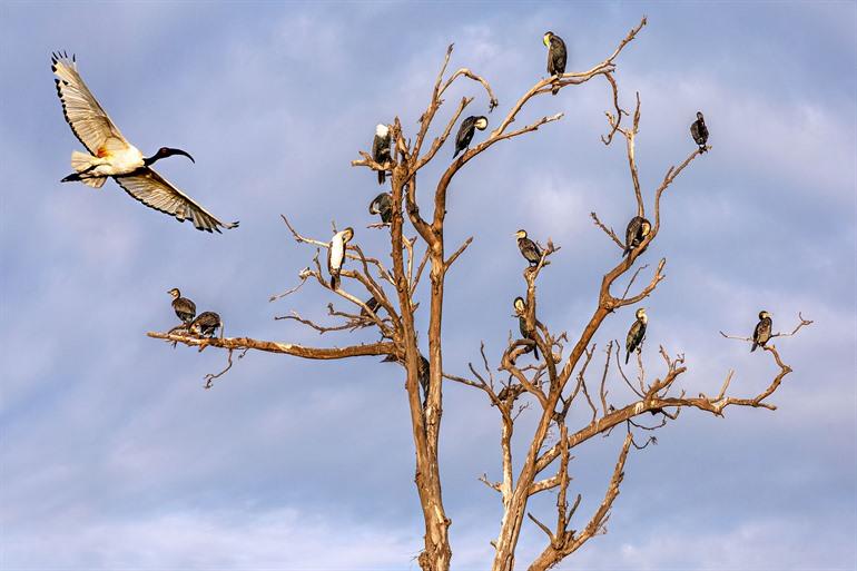 Vogels spotten op Lake Bunyonyi