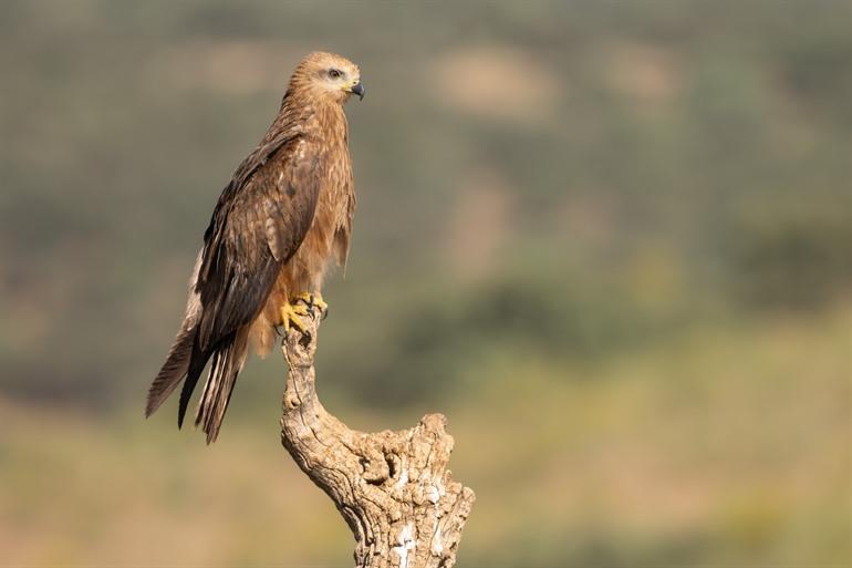 Vogelspotten in Monfragüe National Park