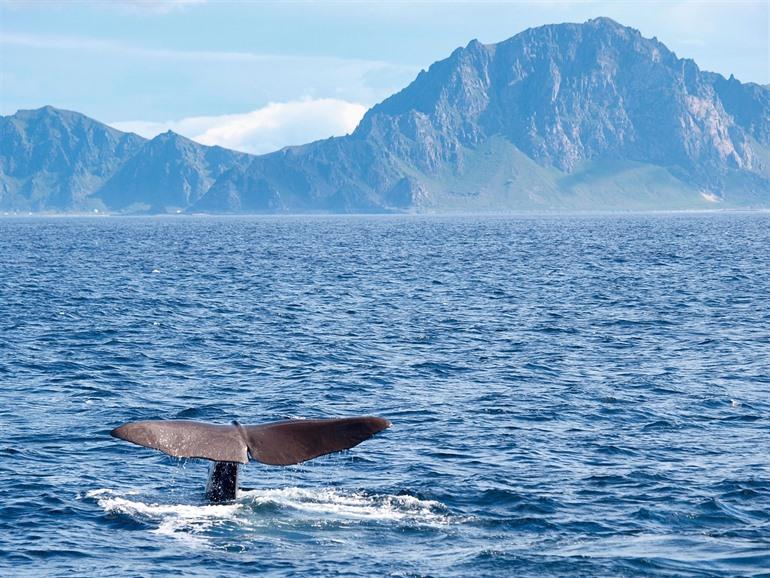 Walvissen op de Azoren