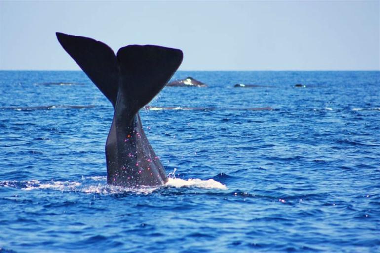 Walvissen spotten in Trincomalee