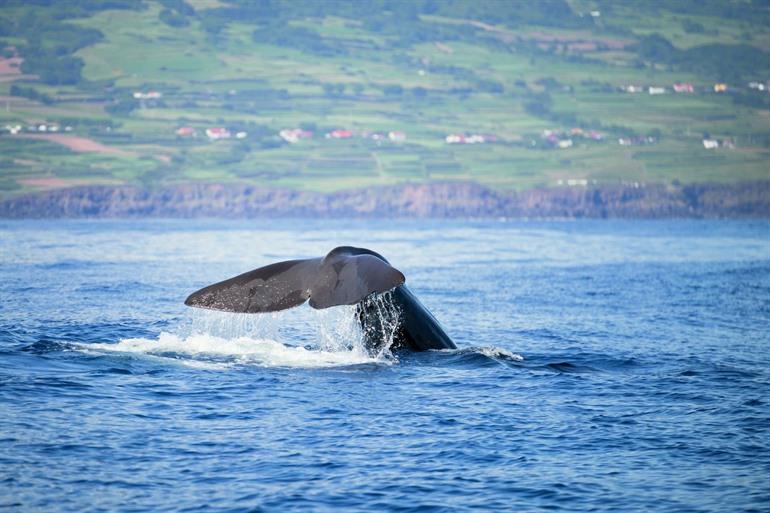 Walvissen spotten op het eiland Pico