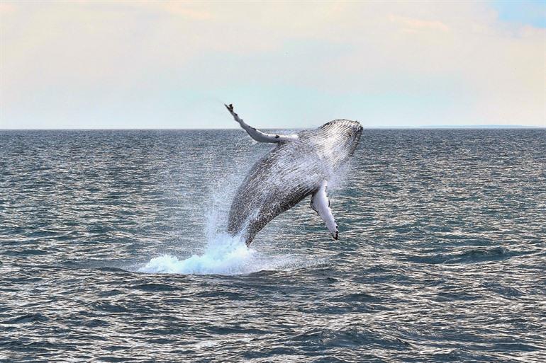 Walvissen spotten vanuit Boston