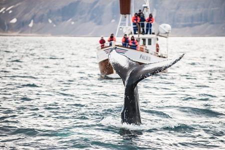 Walvisspotten in IJsland