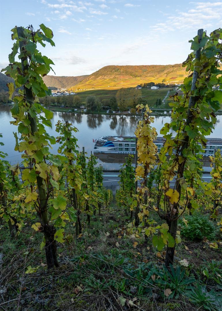 Wandel door de wijngaarden rond het kasteel