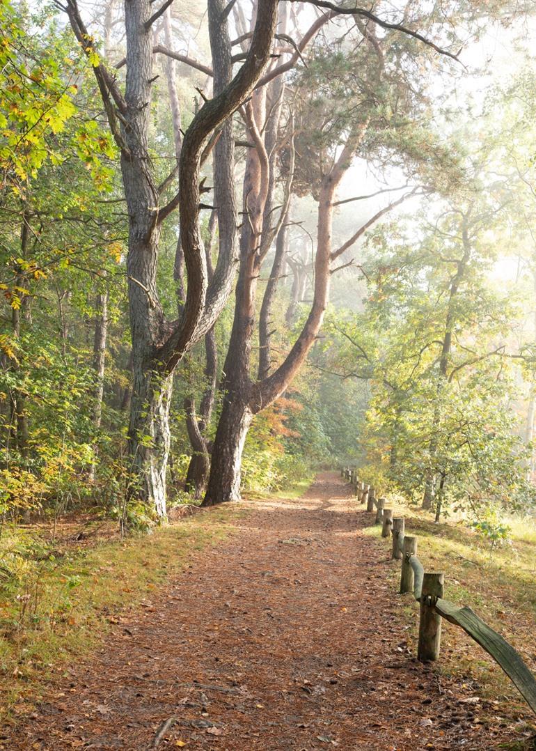 Wandelen door de Utrechtse Heuvelrug