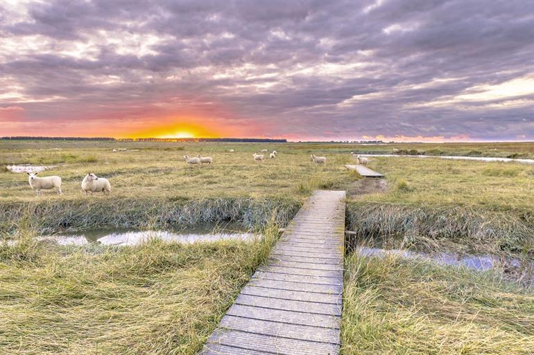 Wandelen door het Verdronken land van Saeftinghe