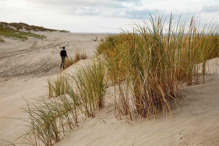 Wandelen in de zandduinen van Ameland