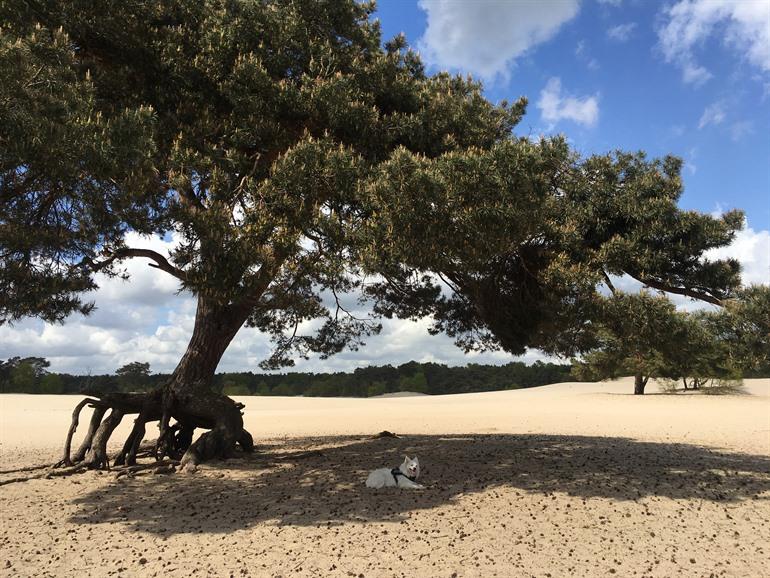 Wandeling door de Soesterduinen, Utrechtse Heuvelrug