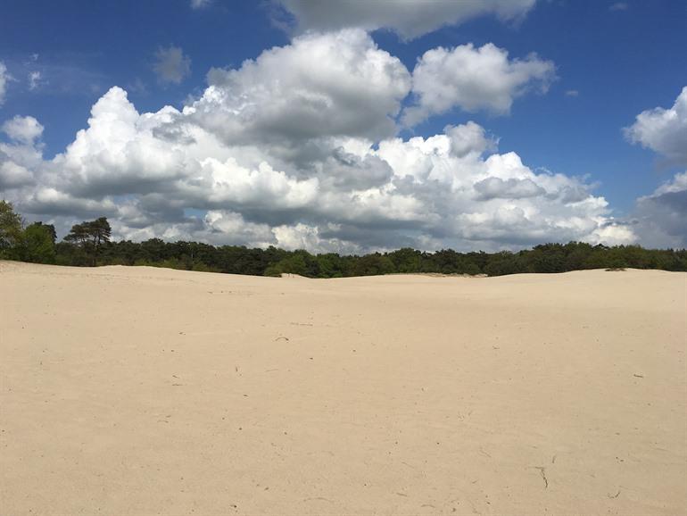 Wandeling door de Soesterduinen, Utrechtse Heuvelrug