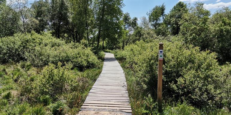 Wandeling in de Hoge Venen
