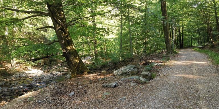 Wandeling in het Hertogenwald in de Hoge Venen