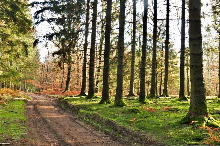 Wandeling in het Woud van Anlier