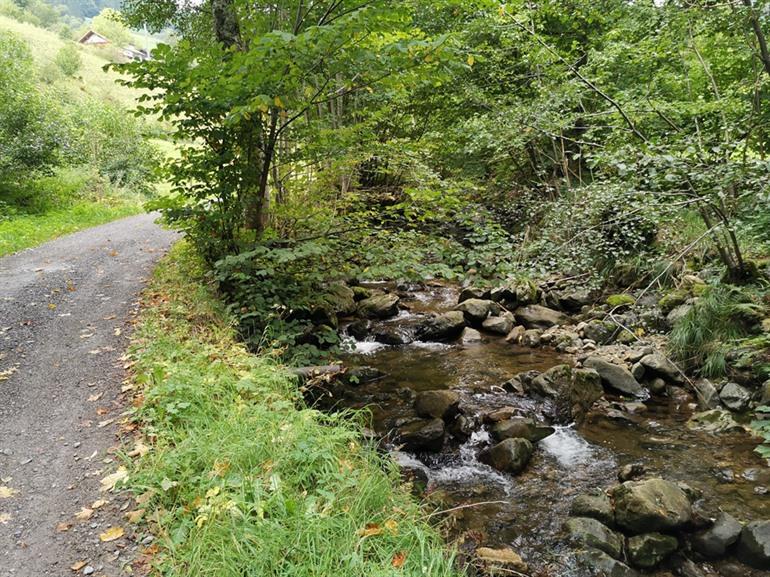 Wandeling naar de Todtnau watervallen, Zwarte Woud