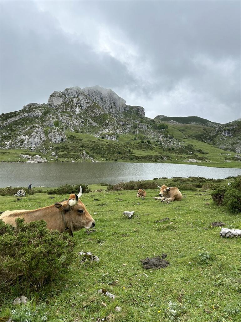 Wandeling naar Lagos de Covadonga