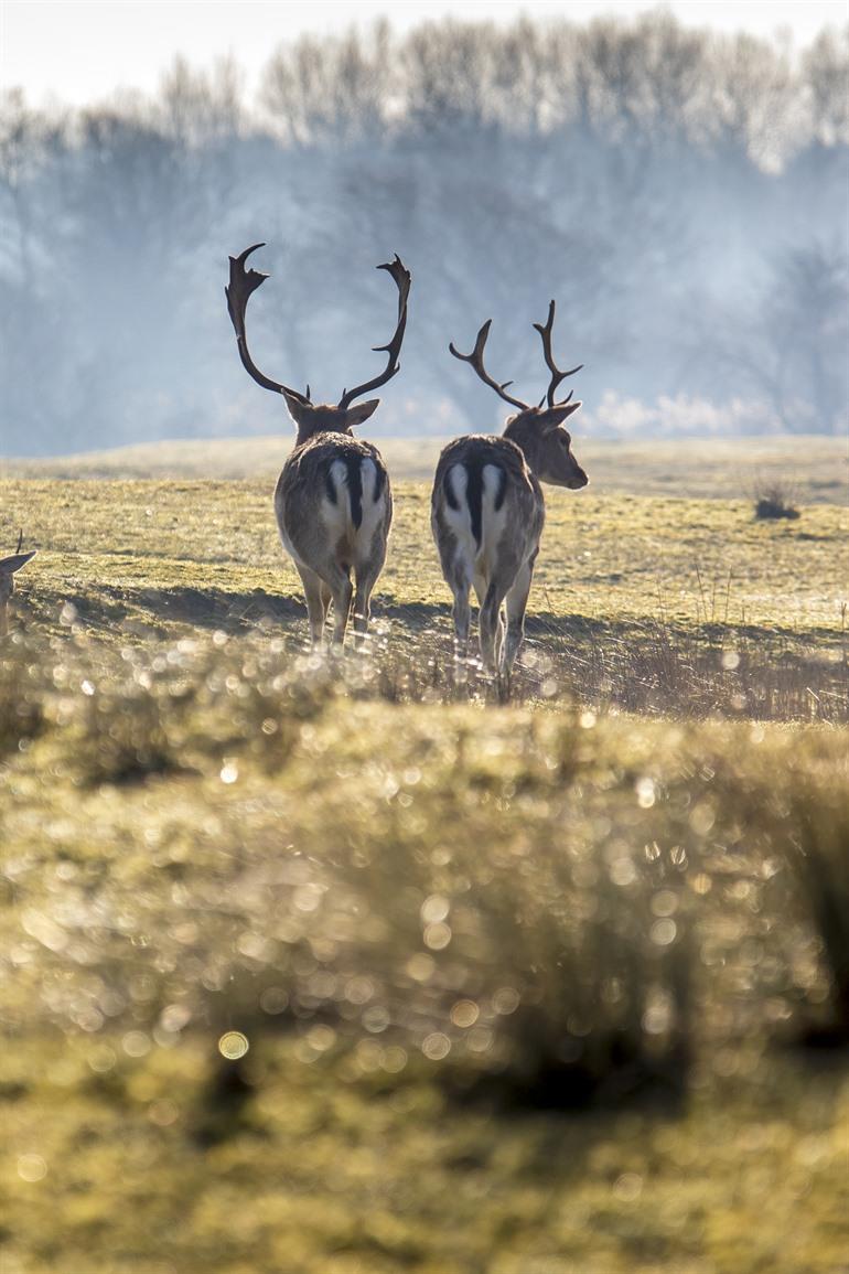Wandelsafari in de Amsterdamse Waterleidingduinen