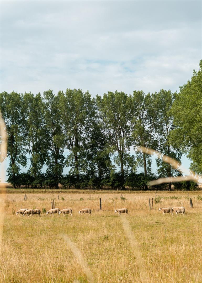 Weide met schapen in Beloeil