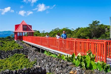 Wijncultuurtour op Pico incl. bezoek aan wijngaarden en het wijnmuseum