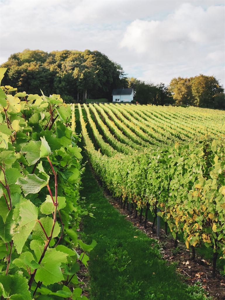 Wijndomein Entre-Deux-Monts