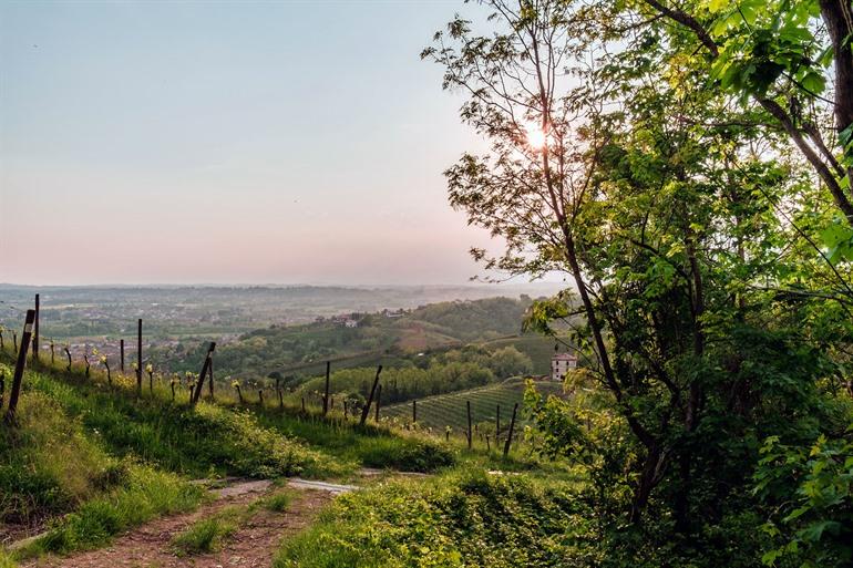 Wijngaard in Friuli-Venezia Giulia