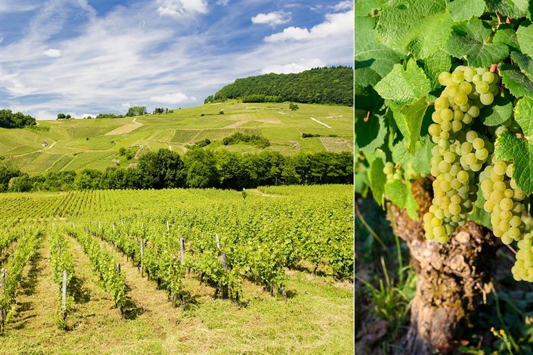 Wijngaard nabij Château-Chalon en de Savagnin-druif, Jura