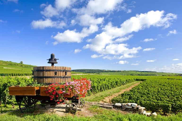 Wijngaard omgeving van Beaune en Pommard, Bourgogne