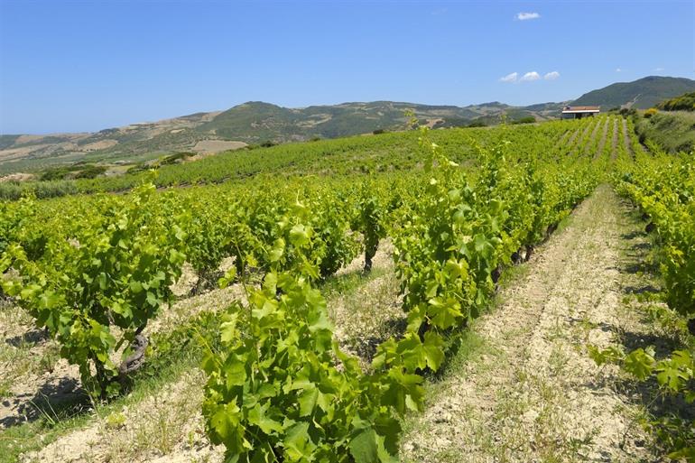 Wijngaard, Sardinië