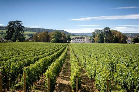 Wijngaarden bij Château de Meursault, Bourgogne