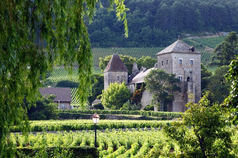 Wijngaarden bij Gevrey-Chambertin, Bourgogne