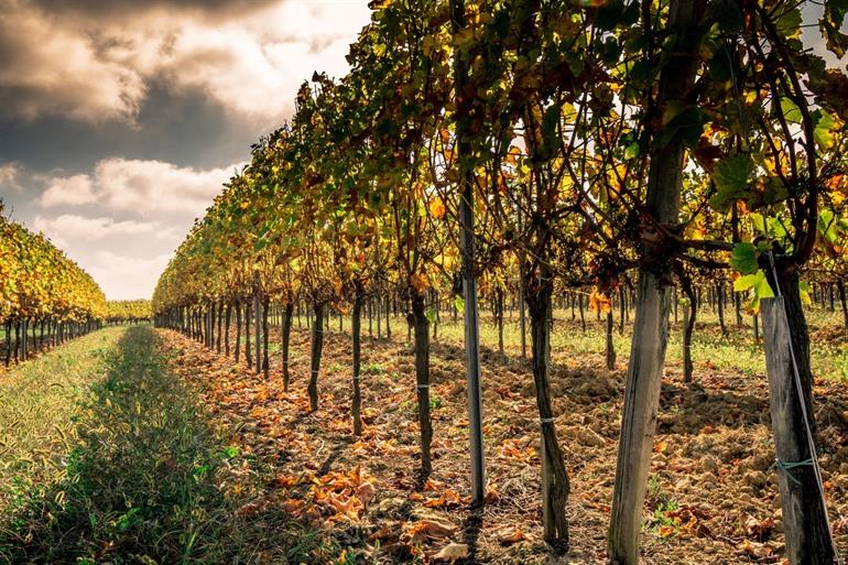 Wijngaarden bij Saint-Emilion, Bordeaux