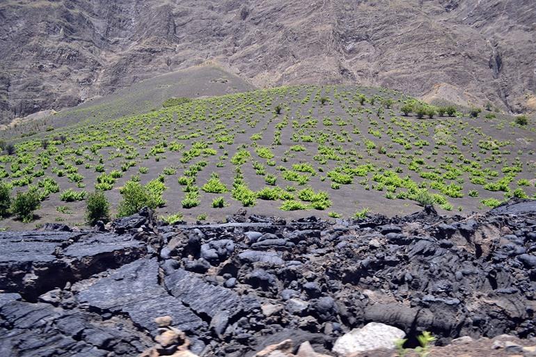 Wijngaarden op het eiland Fogo