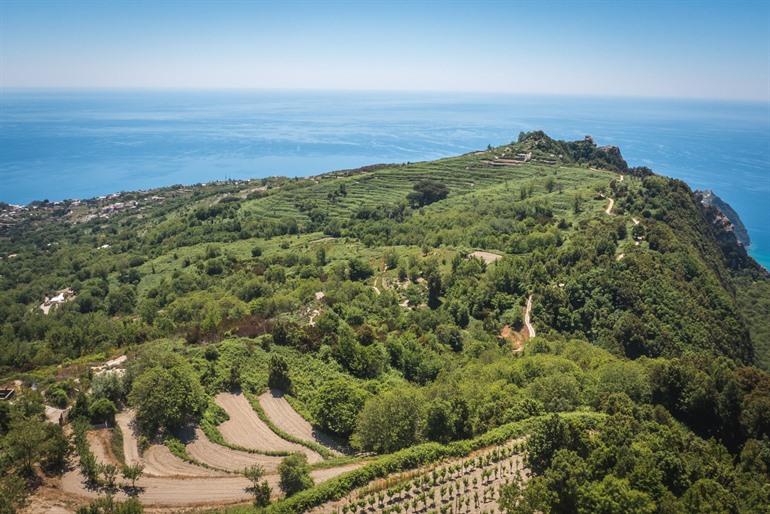Wijngaarden op Ischia