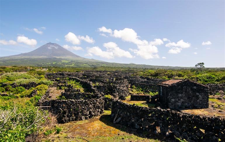Wijngaarden op Pico, Azoren