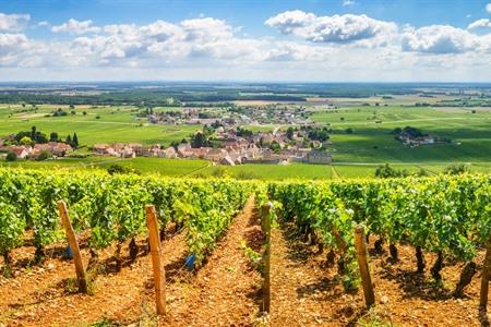 Wijngaarden van Bourgondië 