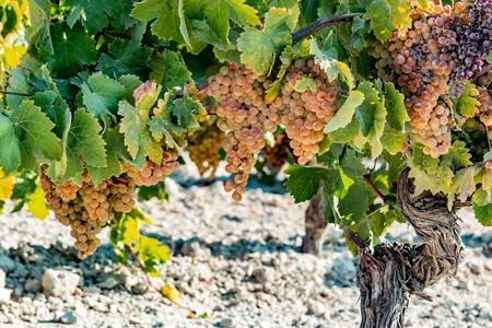 Wijngaarden voor de Palmino druiven, Andalusië