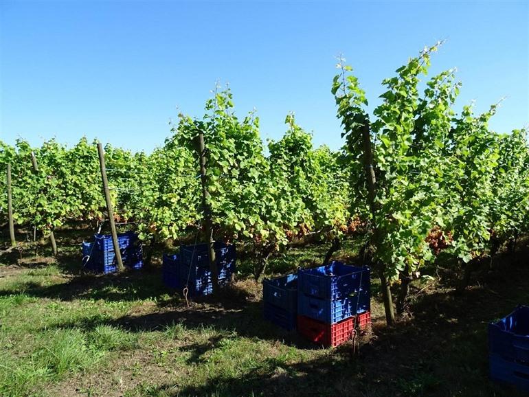 Wijngoed Monteberg, Westhoek