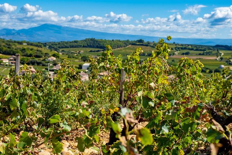 Wijnstreek Châteauneuf-du-Pape, Vaucluse
