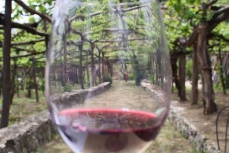 Wijntour Basileo Winery