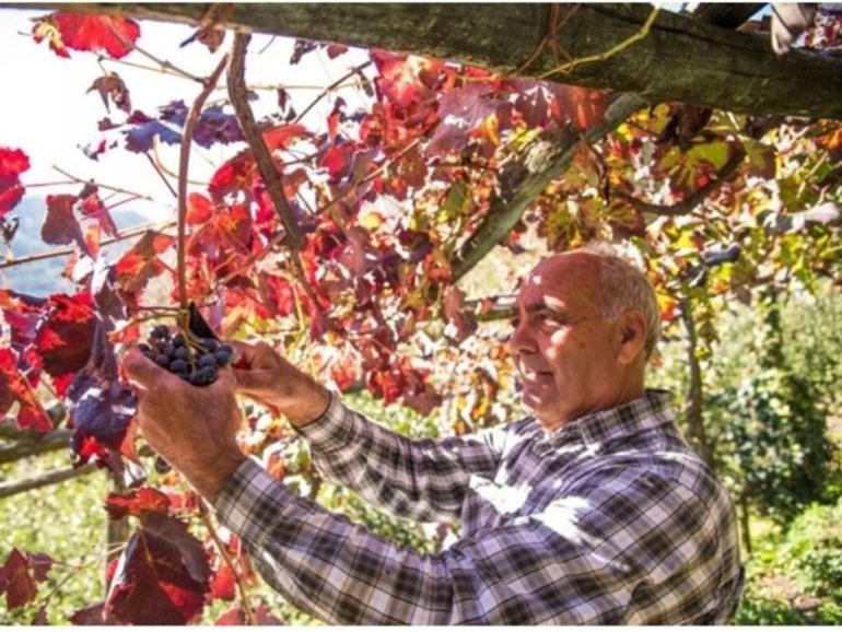 Wijntour Le Cantine Apicella