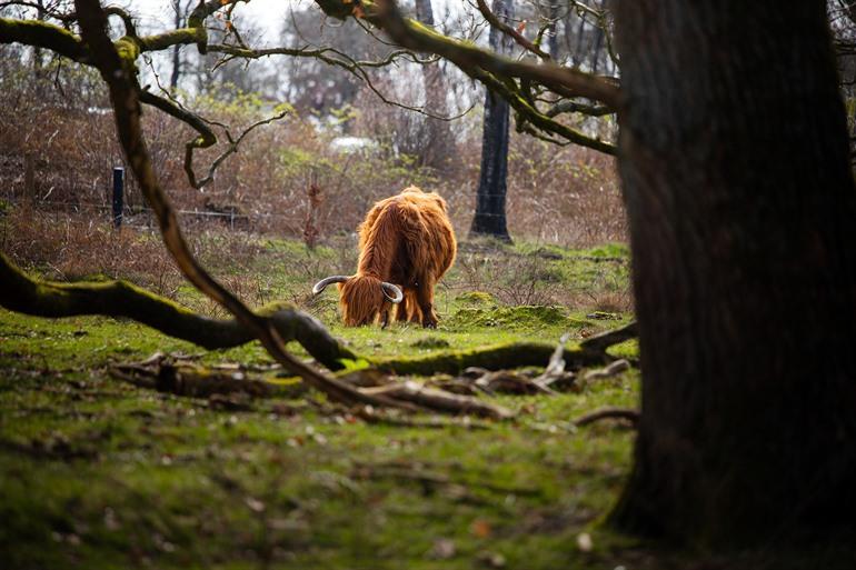 Wild spotten in de Veluwe, Gelderland