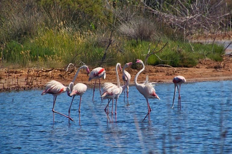 Wilde dieren in Sardinië