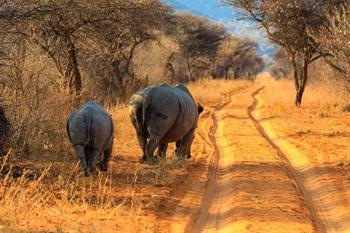Wilde dieren spotten in Waterberg Plateau National Park