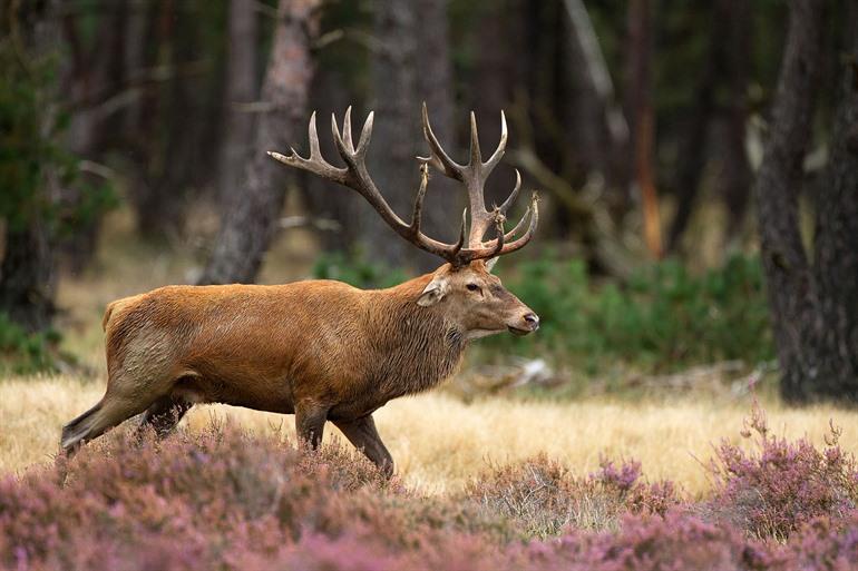 Wilde dieren spotten op de Veluwe